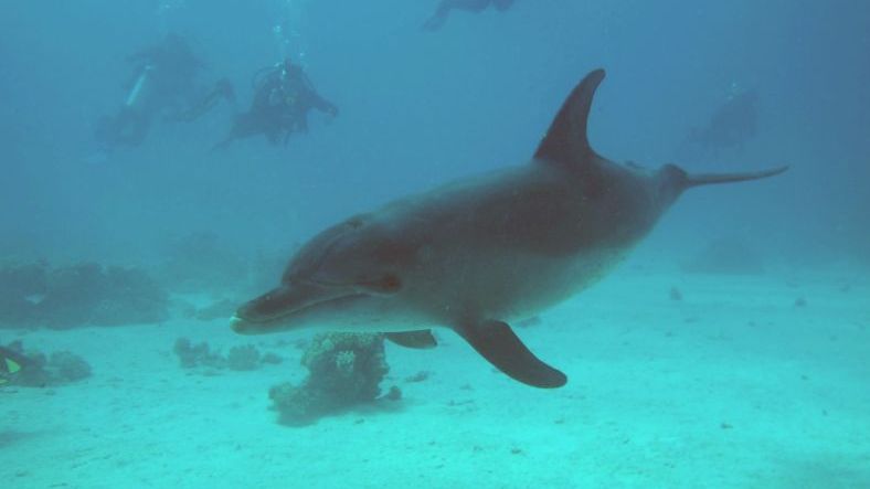 delfin maly